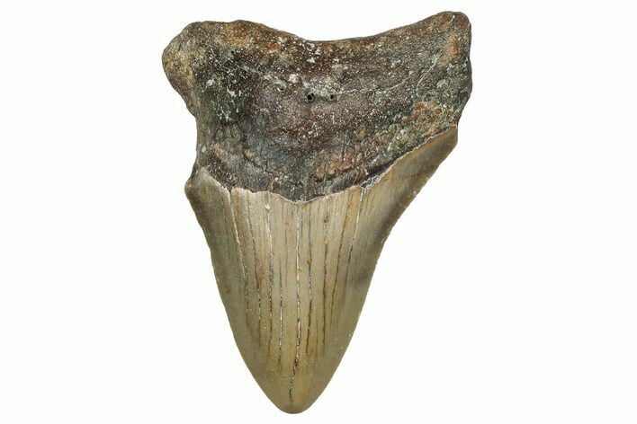 Serrated, Juvenile Megalodon Tooth - North Carolina #355870